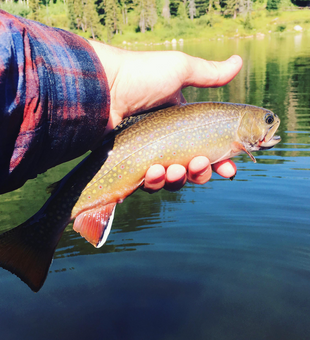 Fly Fishing For Brook Trout